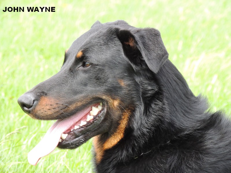 CH. John wayne du mont des croisettes